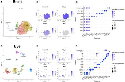 Retinal microglia express more MHC class I and promote greater T-cell-driven inflammation than brain microglia